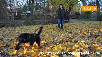 Bobingen: Hündin Naboo findet Menschen mit ihrem guten Näschen | Schwabmünchner Allgemeine - Augsburger Allgemeine