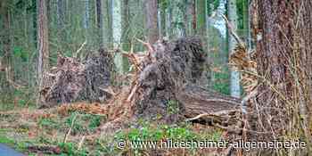 Nach Orkantiefs über Hildesheim: Das haben die Stürme im Wald angerichtet – und eine Warnung - www.hildesheimer-allgemeine.de