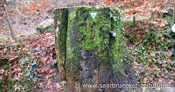 Serie über Naturdenkmäler im Kreis Merzig-Wadern: Rotbuchenstumpf in Mettlach - Saarbrücker Zeitung