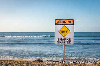 Shark Attacks, Phases Of The Moon And Electromagnetic Fields