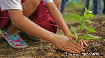 In arrivo due progetti per piantumare nuovi alberi e rendere Minturno una città green - Il Faro online
