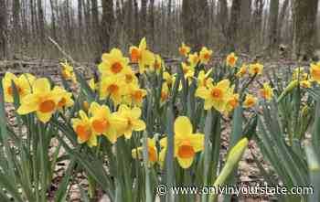 Surround Yourself With Yellow Blooms When You Take An Early Spring Hike On The Daffodil Trail In Ohio - Only In Your State