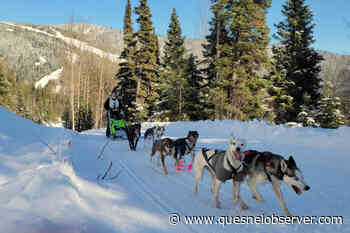 Sled Dogs hit the trail in Gold Rush Trail's 30th annual mail run – Quesnel Cariboo Observer - Quesnel - Cariboo Observer