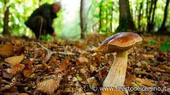 Cagli, si perde mentre cerca funghi - Cronaca - ilrestodelcarlino.it - il Resto del Carlino