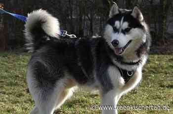 Tierheim Kronach hat Wirbelwind auf vier Pfoten - Fraenkischer Tag