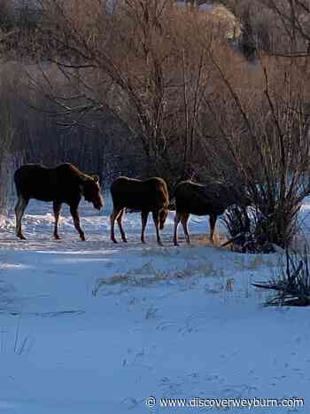 Moose continue visiting Weyburn - DiscoverWeyburn.com