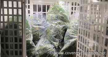 Cannabis farm busted in Stoke Aldermoor area of Coventry - Coventry Live