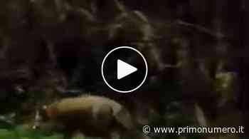 Una volpe vicino alle case di Termoli: il video da via del Mare - Primonumero