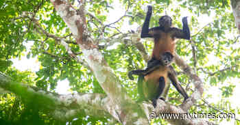 In Search of Panama’s Elusive Spider Monkeys