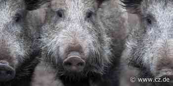 Aggressive Wildschweinrotte sorgt im Landkreis Celle für Verwüstung - Cellesche Zeitung