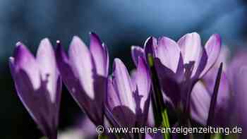Faktencheck: Wann ist der Frühling endlich da?