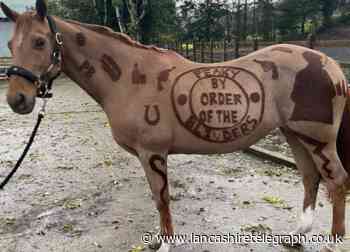 Peaky Blinders: Rossendale hairdresser gives stallion special trim