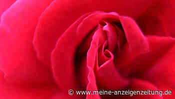 Bachelorette: Bekommt diese ehemalige Rosen-Verteilerin ihr zweites Kind?