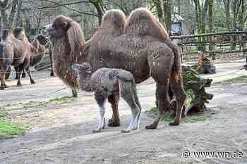 Trampeltier-Junges "Hope" ist noch wacklig auf den Beinen