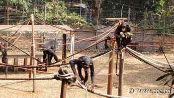 Navy brings gift from Maritimes to West African chimps