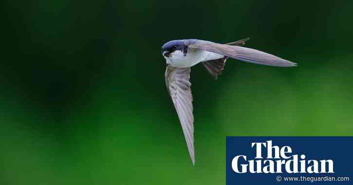 Dorset police’s shiny HQ could pose ‘lethal threat’ to birds, says council