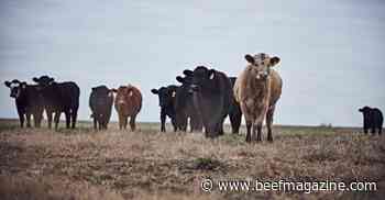 Profit maximization for cattle producers