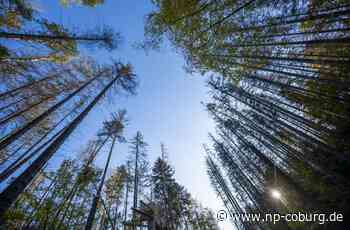 Baumpaten gesucht: Pflanzaktion am Bausenberg - Coburg - Neue Presse Coburg