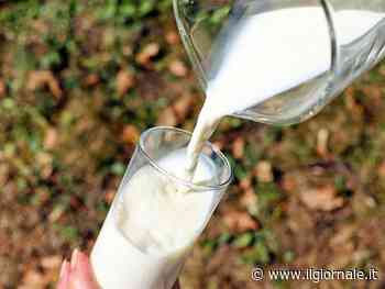 Latte di asina, ecco perché fa bene alla salute