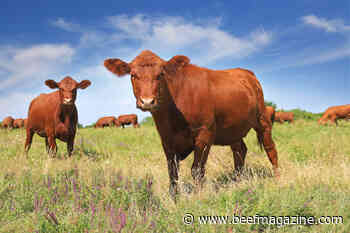 RaboResearch: Cost increases to challenge global beef demand