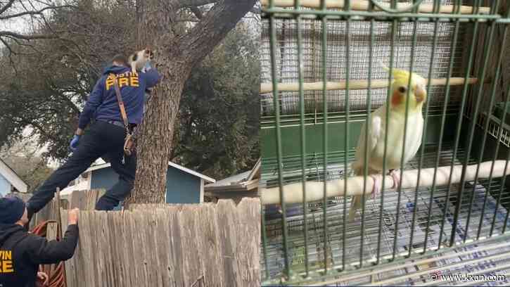 Cockatiel 'smoke alarm,' otter in pond among unique Austin Fire Department calls