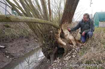 Wie Coburgs Bauern mit dem Biber leben wollen
