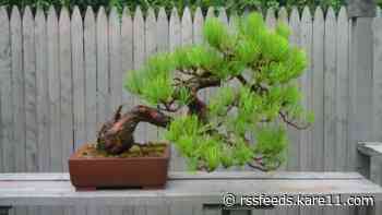 Brooklyn Park man charged with stealing rare Bonsai trees
