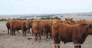 Help consumers understand value of beef