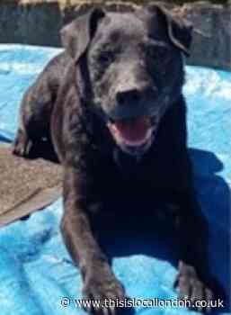 Missing Dog in Dartford (Nahiyat Q. - Townley Grammar School)