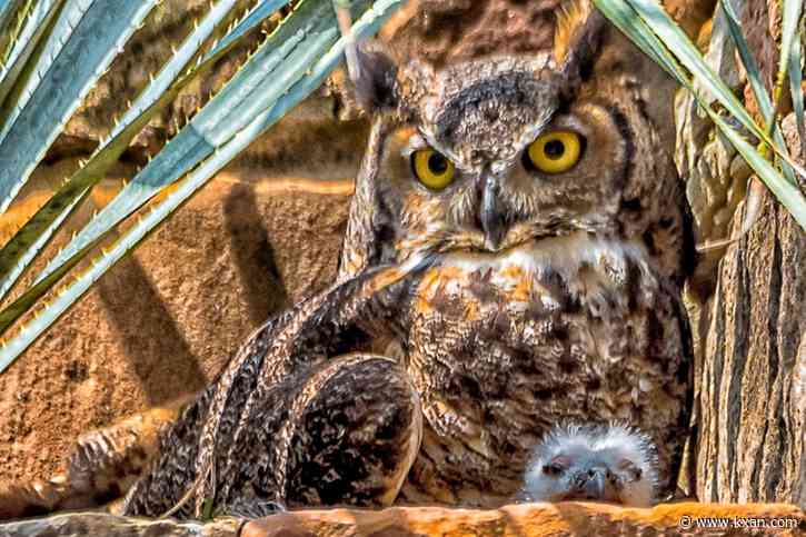 What happened to Athena, LBJ Wildflower Center's 11-year mascot?
