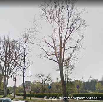 Torino: in corso Moncalieri saranno abbattuti sei platani colpiti da cancro colorato - Quotidiano Piemontese