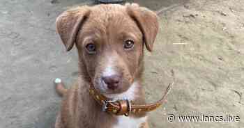 Nelson woman's bid to rescue puppy from Pakistan after its mother shot in head - Lancs Live