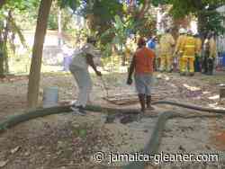 MoBay gardener feared dead after falling in pit while working - Jamaica Gleaner