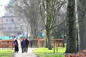 Hull Council to fell dozens of mature trees from park as protestors fight to save them - The Yorkshire Post