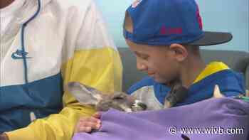 Boy fighting cancer surprised with visit from kangaroo