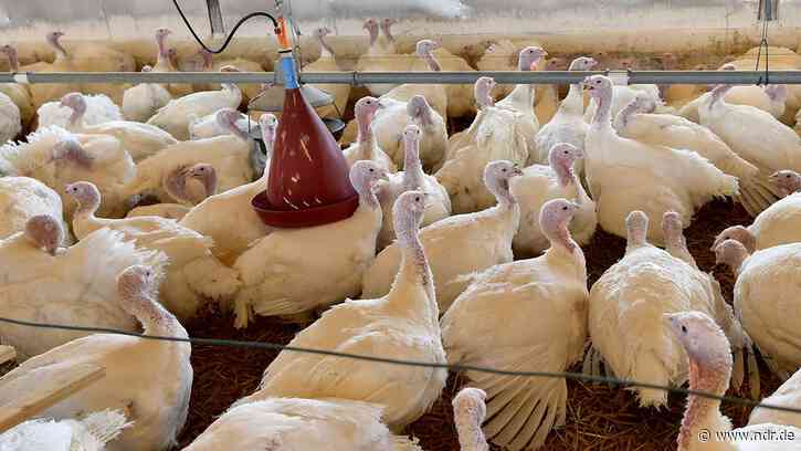 Erneuter Geflügelpest-Ausbruch in der Gemeinde Garrel - NDR.de