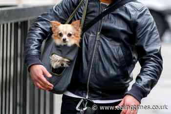 Most sought after job is a pet sitter, study suggests - Ealing Times