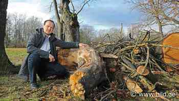 Dresden: Immer mehr kranke Bäume – Große Sorge um Großen Garten | Regional - BILD
