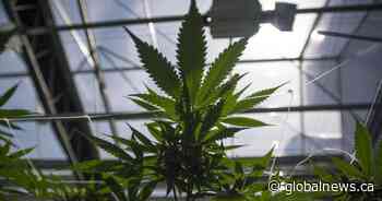 Calgary man arrested for transporting $440K of cannabis plants, speeding