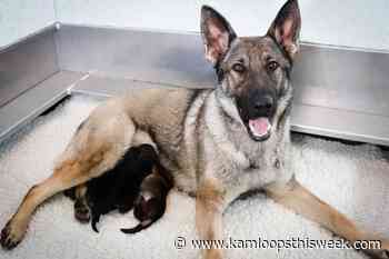 Kids! Enter the RCMP puppy-naming contest - Kamloops This Week