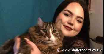Scots fat cat who burgled homes to steal food sheds weight after rescue - Daily Record