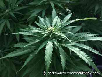 Town seeks retail marijuana applications | Dartmouth - Dartmouth Week