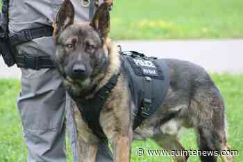 RELEASE: Cobourg drug raid includes Belleville K-9 unit - Quinte News