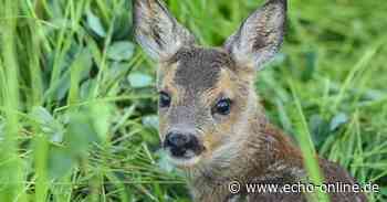 Anleinpflicht in Lampertheim vom 1. März bis 30. Juni - Echo Online