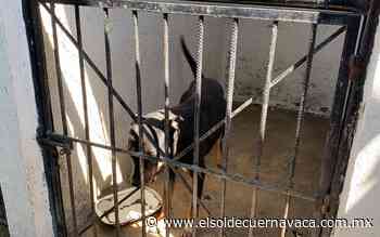 Asociación busca recuperar a perro "Thomás" - El Sol de Cuernavaca