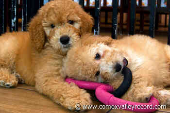 Victoria looks to ban sale of dogs, cats, rabbits in stores – Comox Valley Record - Comox Valley Record