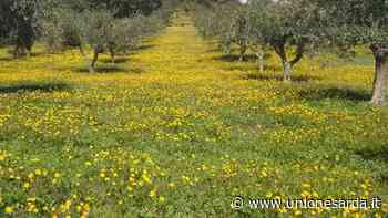 Sestu: va a cercare asparagi e trova quattro fucili - L'Unione Sarda.it - L'Unione Sarda.it