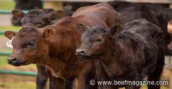 Holding on to calves through a down market