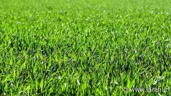 Quando concimare il prato per averlo di un verde brillante - INRAN