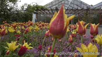 Augsburg: Die Gewächshäuser im Botanischen Garten Augsburg sind wieder offen | Augsburger Allgemeine - Augsburger Allgemeine